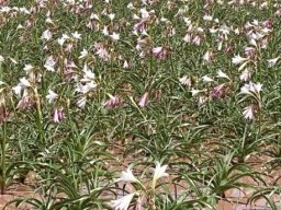 Crinum paludosum, a celebration in muddy water